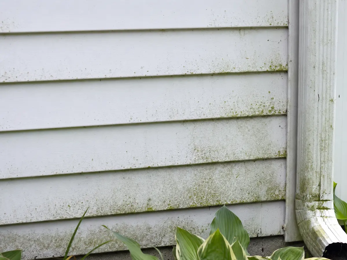 Green organic growth concentrated along the lower laps of shaded white vinyl siding near a downspout